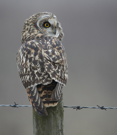 Short-eared Owl