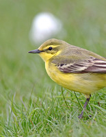 Yellow Wagtail