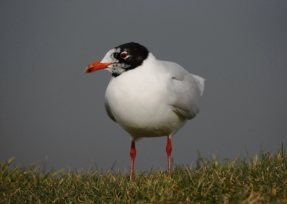 Mediterranean Gull