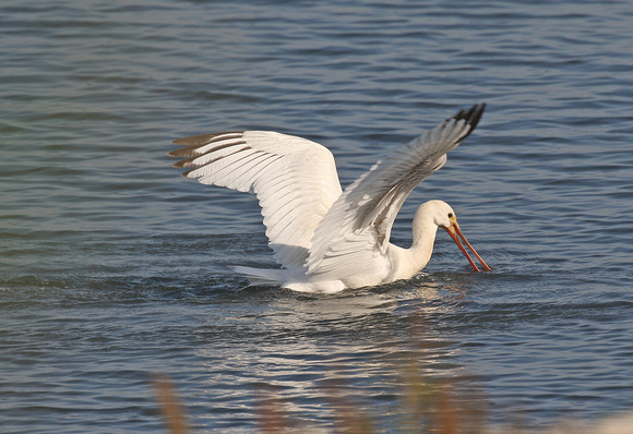 Spoonbill