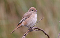 Isabelline (Daurian) Shrike