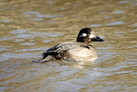 Velvet Scoter