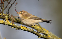 Siberian Chiffchaff