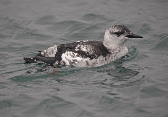 Black Guillemot