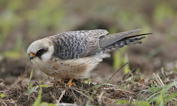 Red-footed Falcon