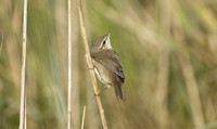 Dusky Warbler