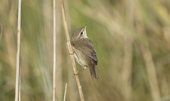 Dusky Warbler