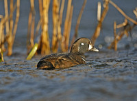 Harlequin Duck