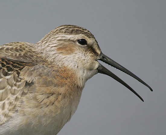 Curlew Sandpiper
