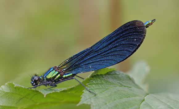 Beautiful Demoiselle