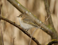 Siberian Chiffchaff