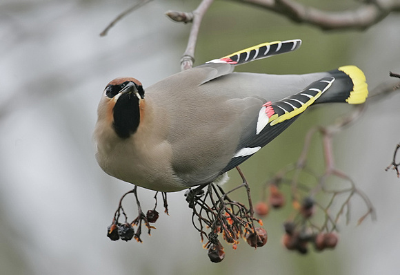 Waxwing