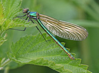 Banded Demoiselle