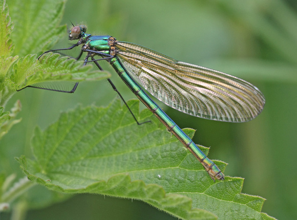 Banded Demoiselle