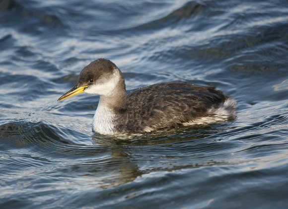 Red-necked Grebe