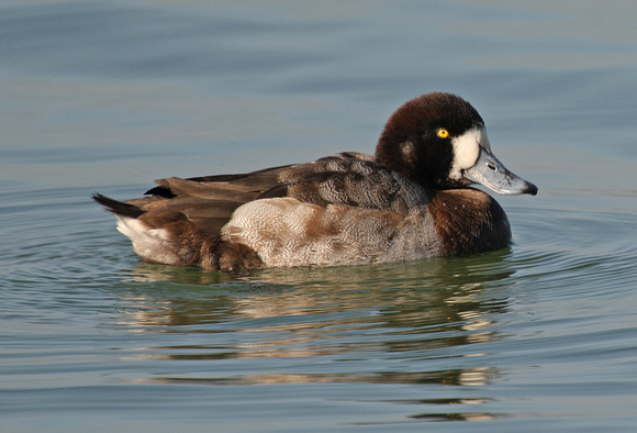 Greater Scaup