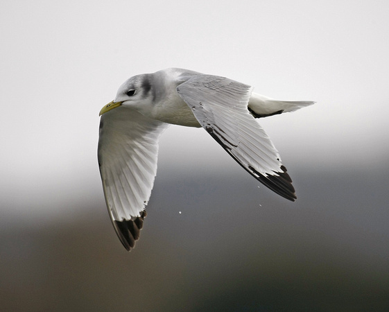 Kittiwake