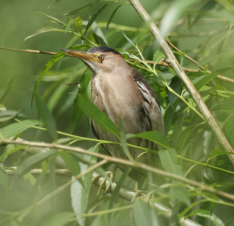 Little Bittern