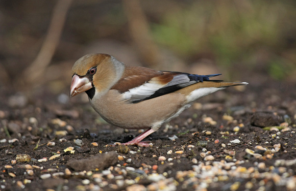 Hawfinch