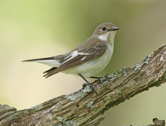 Pied Flycatcher