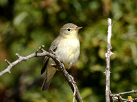 Icterine Warbler