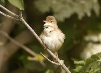 Reed Warbler