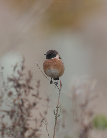 Stonechat