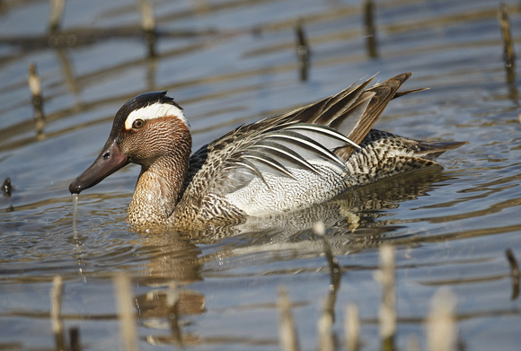 Garganey