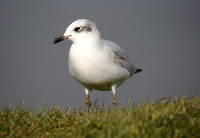 Mediterranean Gull