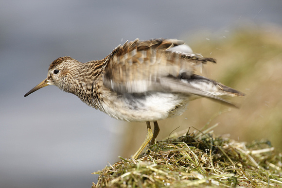 Pectoral Sandpiper