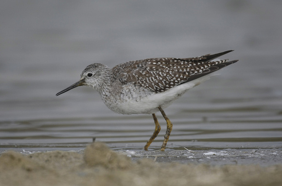 Lesser Yellowlegs