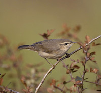 Dusky Warbler