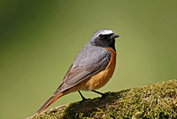 Common Redstart