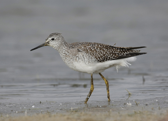 Lesser Yellowlegs