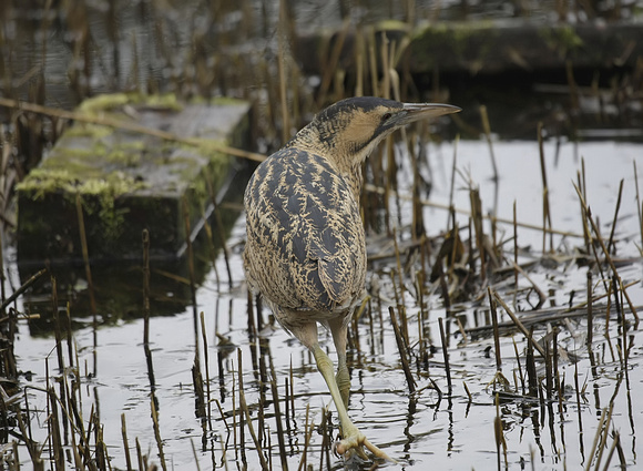 Bittern