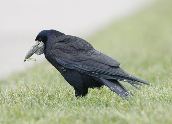 Rook