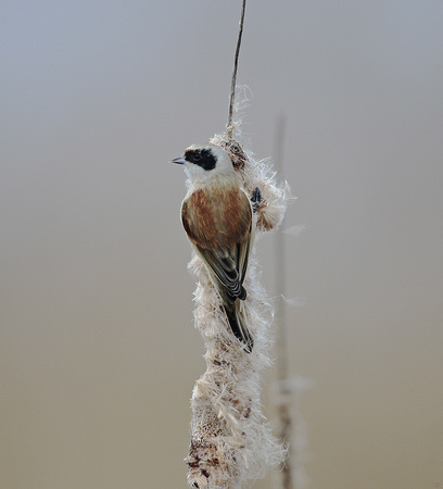 Penduline Tit