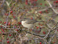 Dusky Warbler