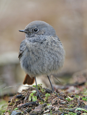Black Redstart