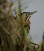 Bittern