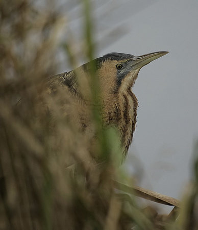Bittern