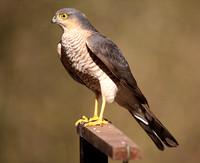 Sparrowhawk