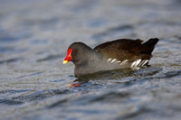 Moorhen