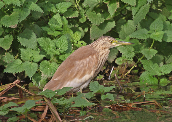 Squacco Heron
