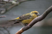 Common Crossbill