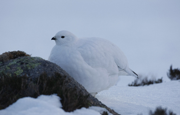 Ptarmigan