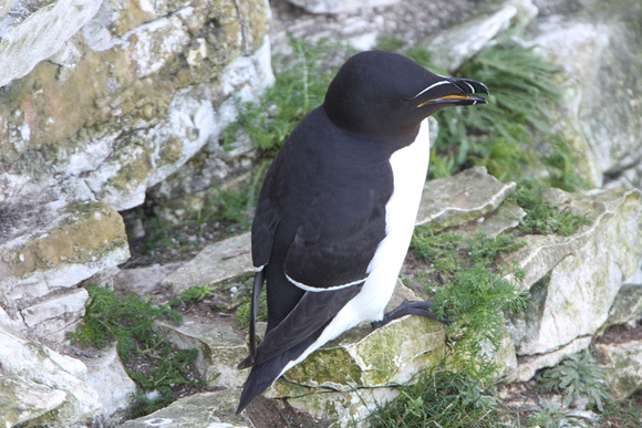 Razorbill