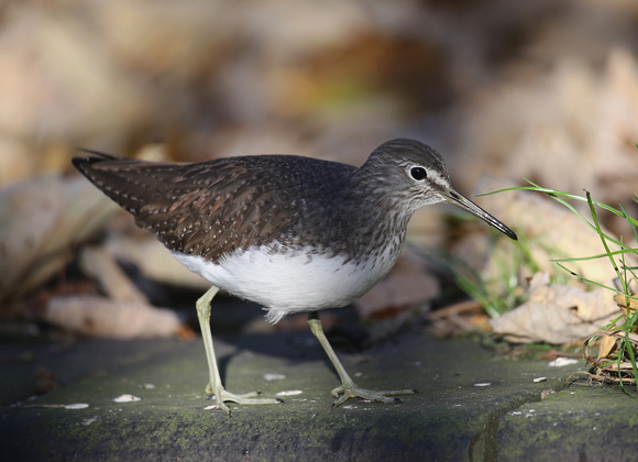 Green Sandpiper