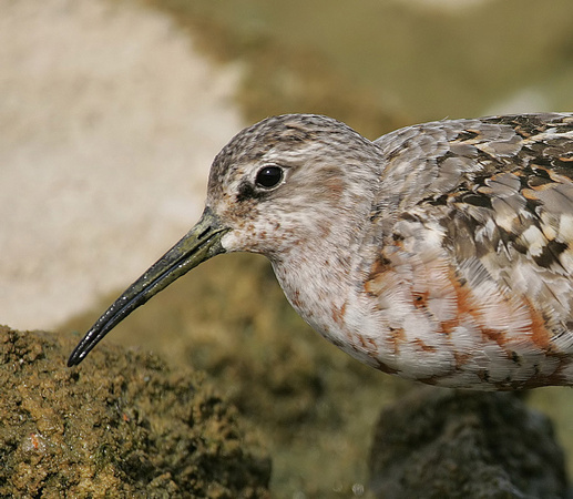 Curlew Sandpiper