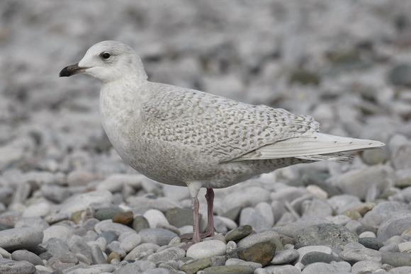 Iceland Gull